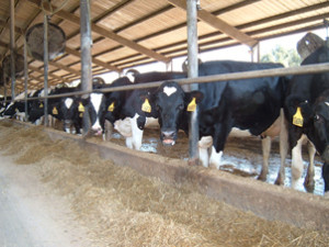 dairy cows eating