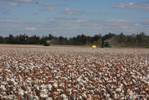 cotton field ready to harvest