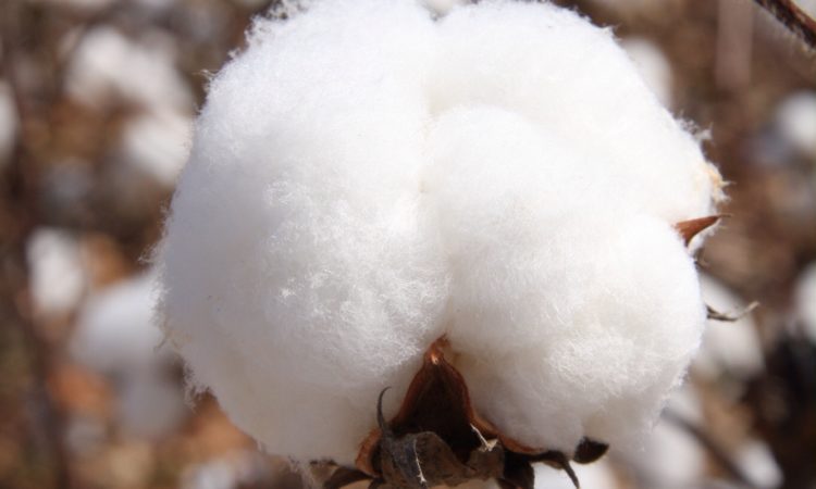 cotton boll