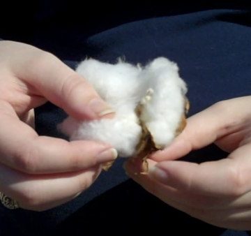 hands on a cotton boll