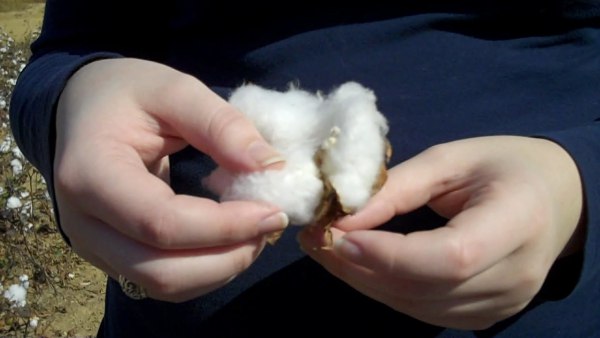 hands on a cotton boll