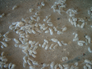 closeup whole cottonseed