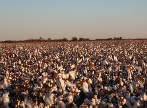 cotton field