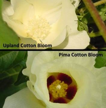 cotton blooms upland & pima