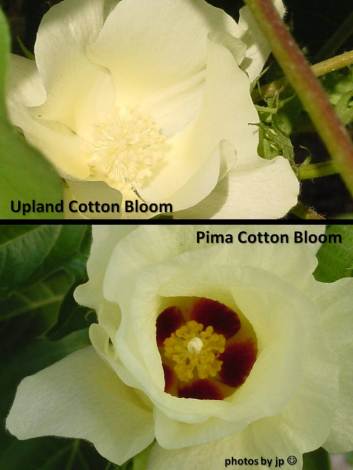 Cotton Blooms