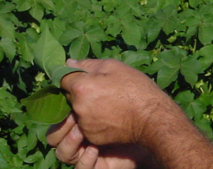 checking leaf hairiness