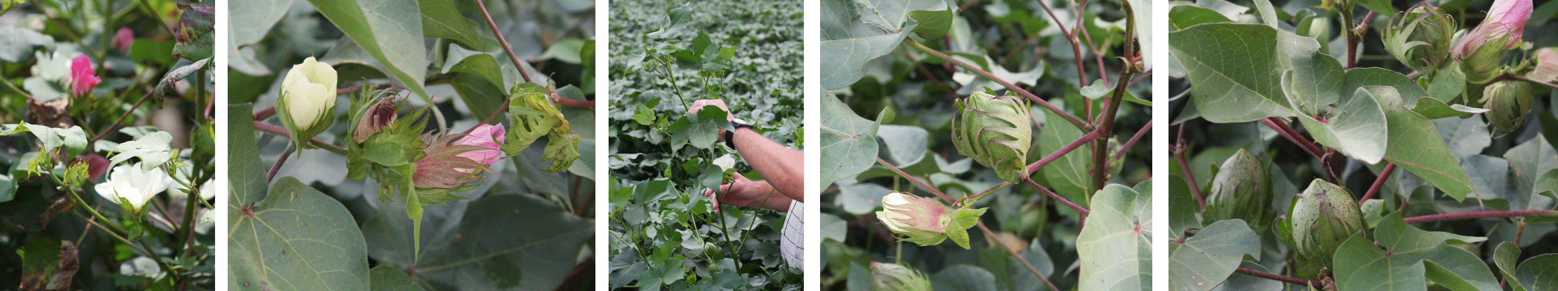 What do a cotton plant, blooms & bolls look like? VIDEO