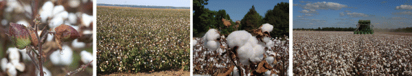 cotton ready for harvest