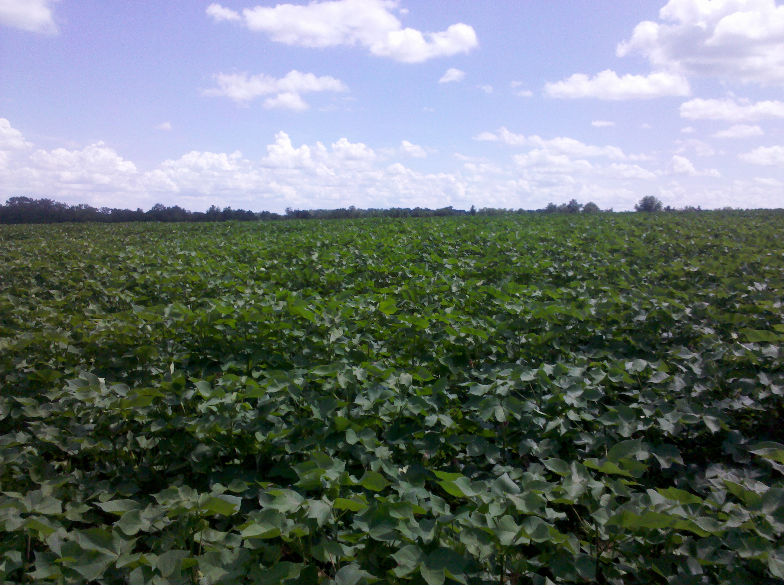 South Georgia cotton field