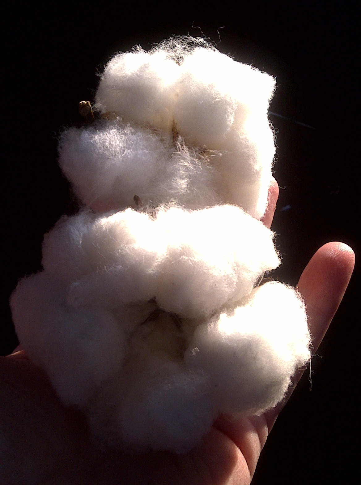 5 lock cotton bolls