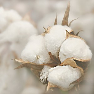 cotton boll close up