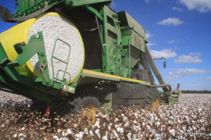 cotton harvest underway