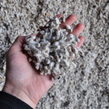 Cottonseed in your hand