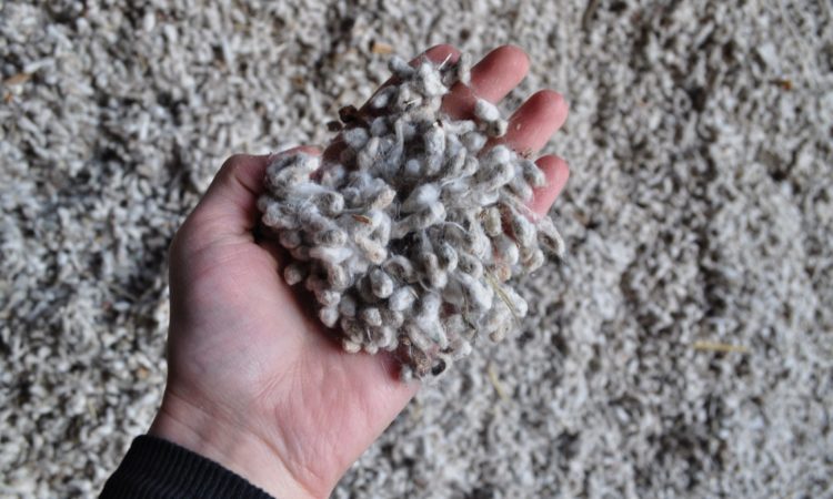 Cottonseed in your hand