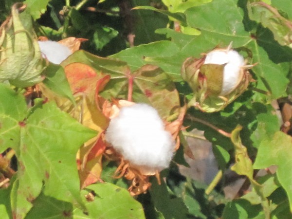 cotton as a tropical plant