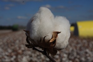 cotton boll at harvest time