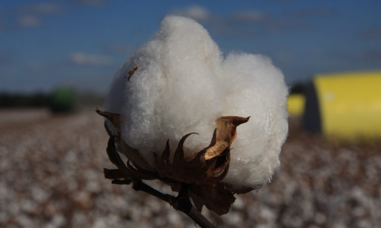 cotton boll at harvest time