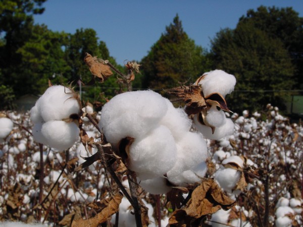 cotton plant at harvest time