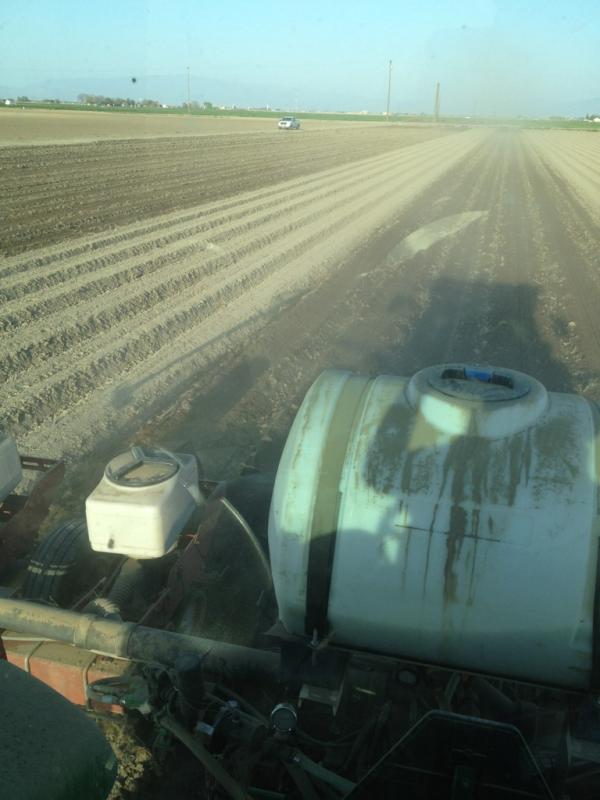 2012 cotton crop planted CA