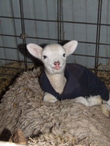 Worn-out or outgrown cotton sweatshirts are perfect for making clothes for new lambs that need a little extra protection from the cold.