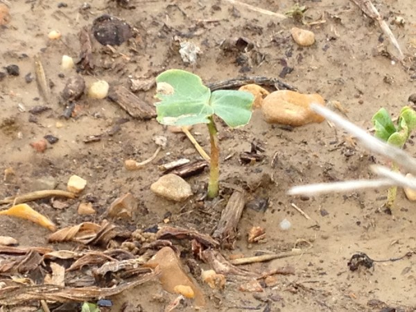 cotton plant just after emergence