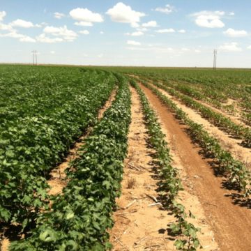 irrigated & dryland side-by-side
