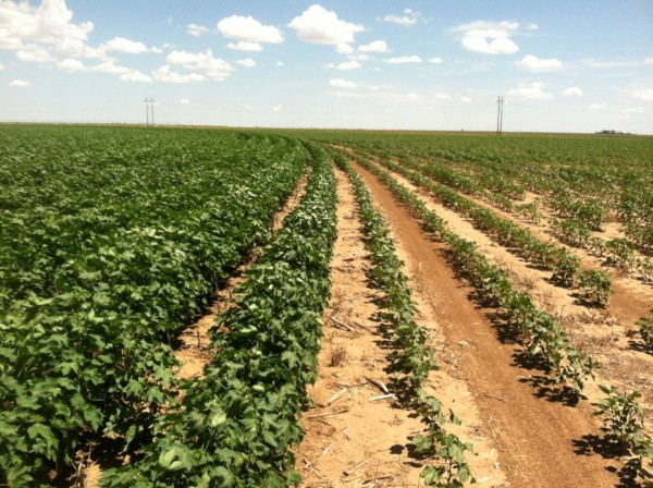 irrigated & dryland side-by-side