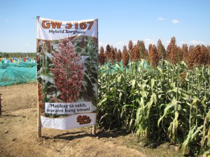 A Philippine sorghum field sign