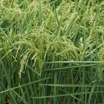 rice on the farm