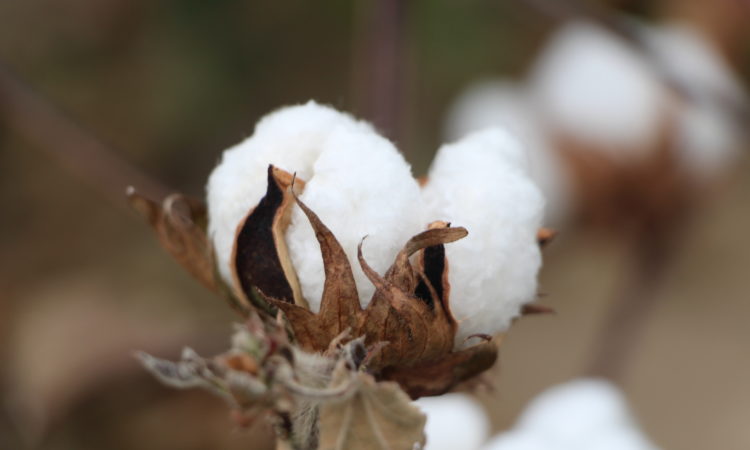 close up of cotton boll