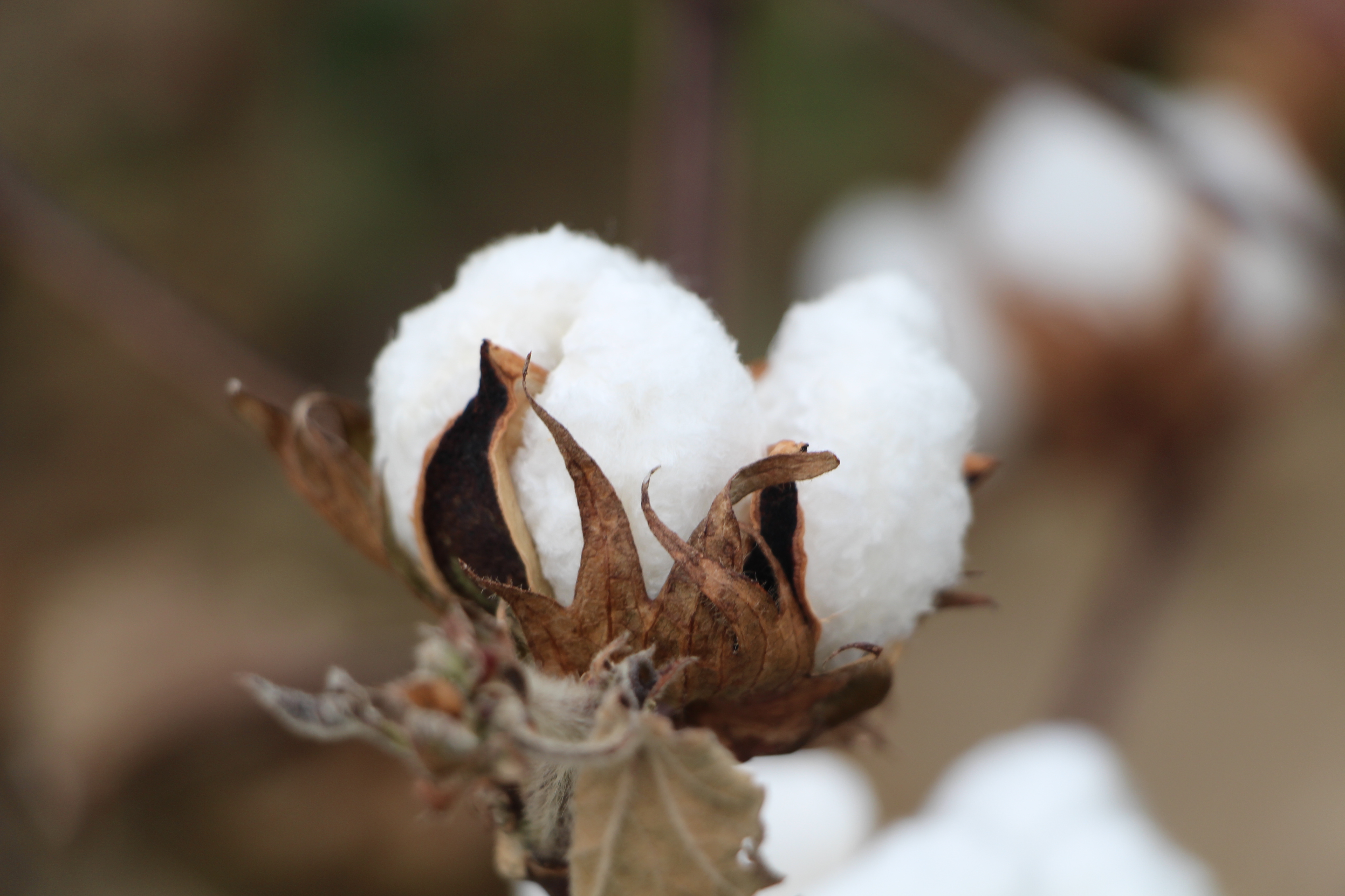 What do a cotton plant, blooms & bolls look like? VIDEO