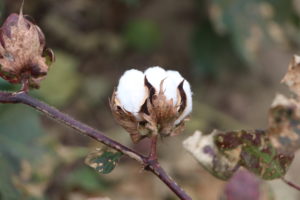cracked boll on a cotton plant