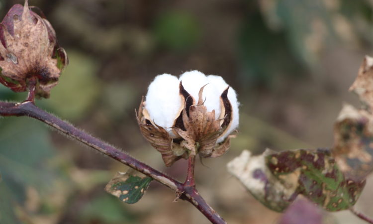 cracked boll on a cotton plant