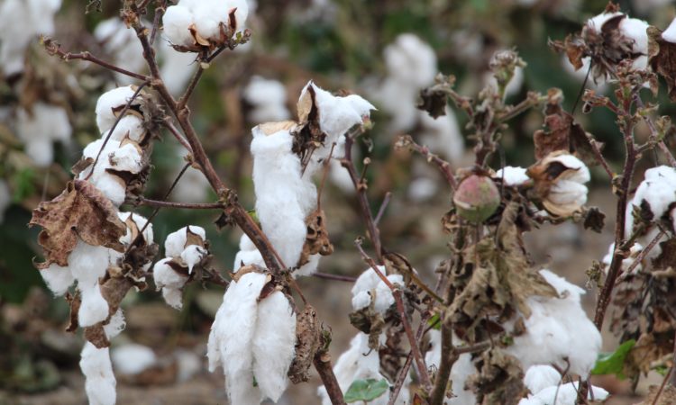 stringout in cotton