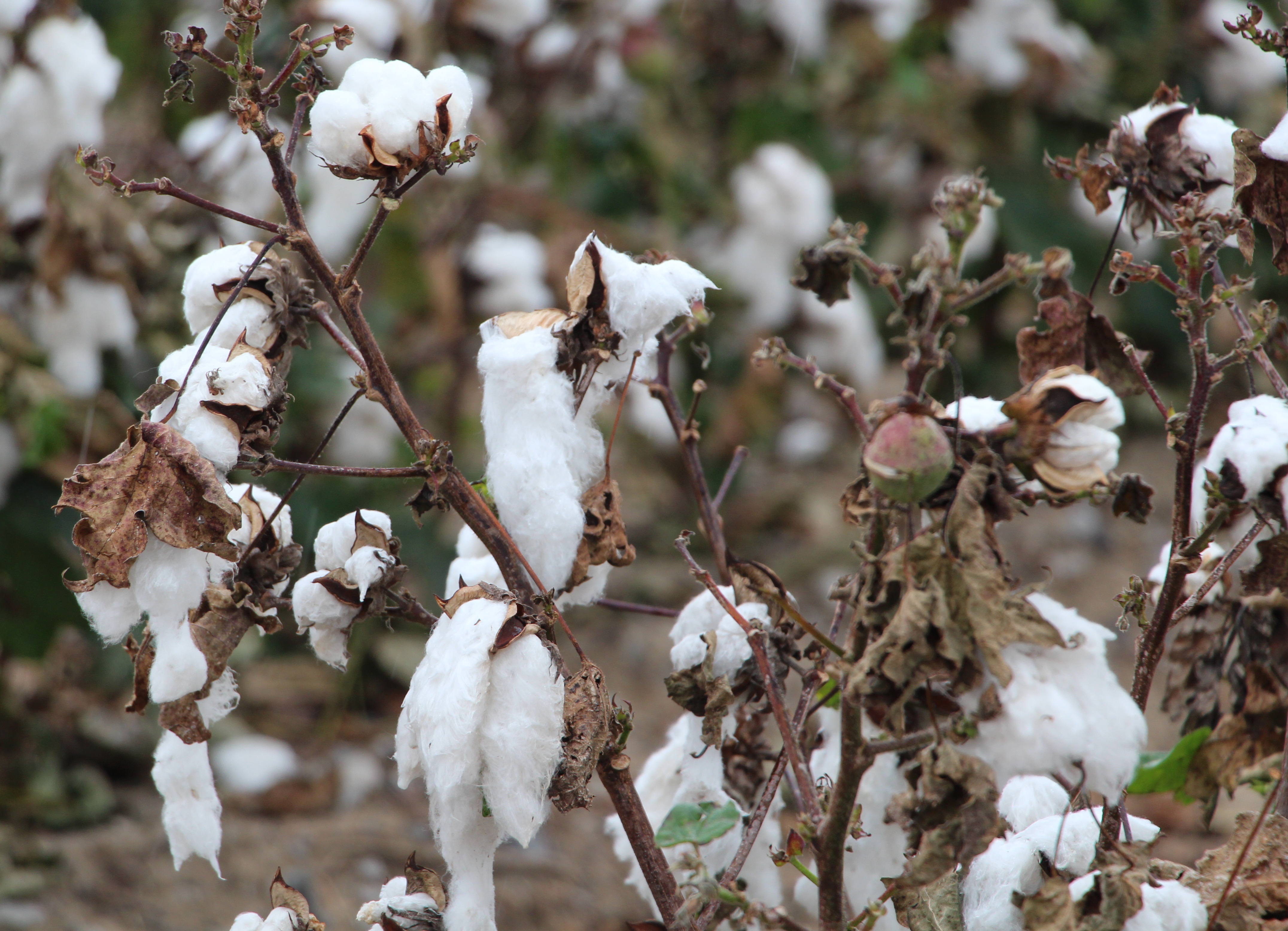 Cotton Harvest Time: Learn When To Harvest Cotton Grown At Home