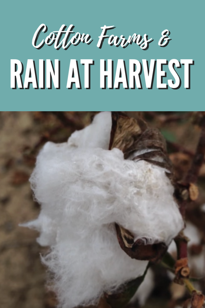 rain at harvest