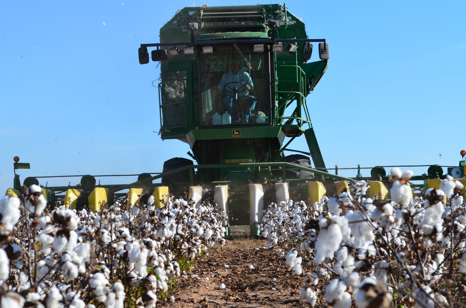 GMO cotton harvest in Texas