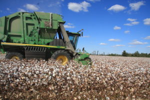 6-row cotton picker