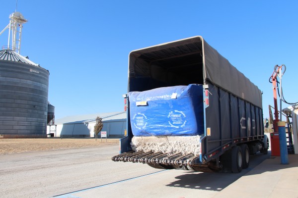 Cotton module arrives on the cotton gin grounds