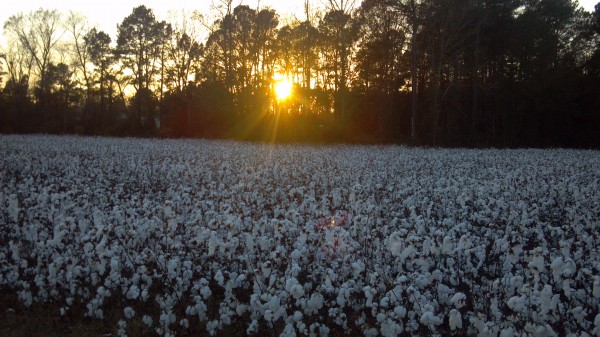 cotton field ready to be harvested / picked