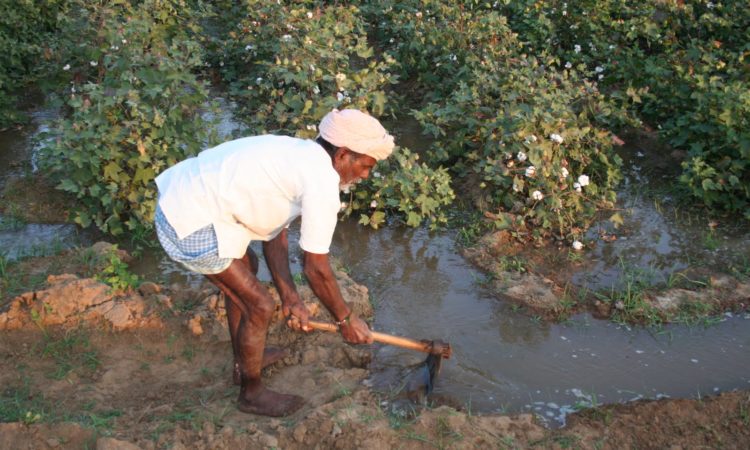 Indian cotton farmer irrigating