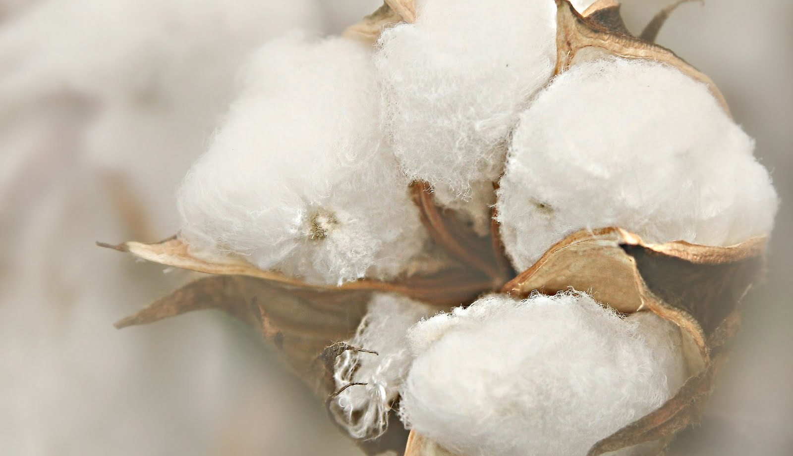 All American Cotton by the Numbers, Blog