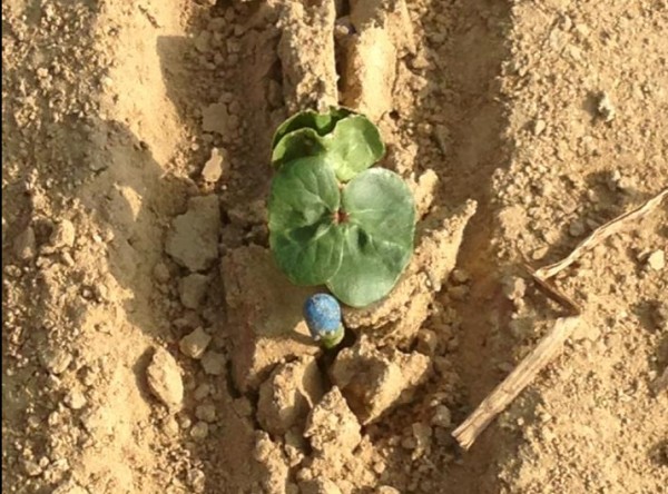 cotton emerging!