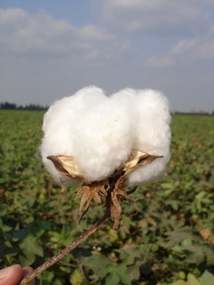 what a cotton boll looks like