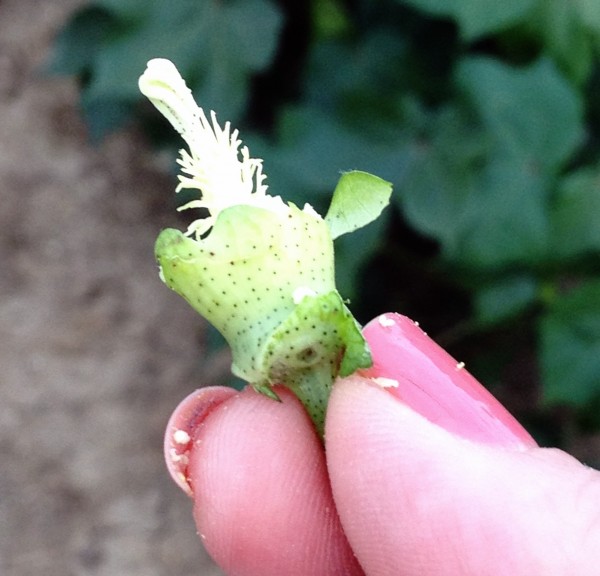 emasculated cotton bloom