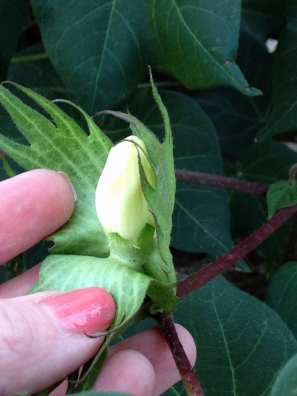 candlestick - what a cotton bloom looks like before it opens