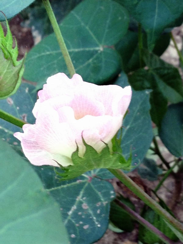 a new cotton bloom