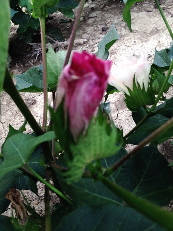 pink cotton flower