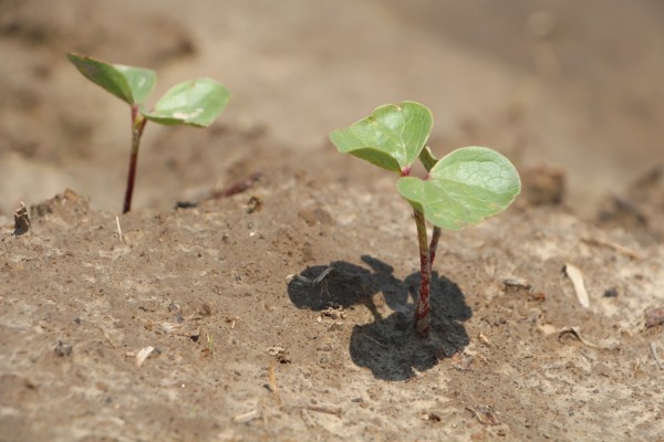 cotton plants