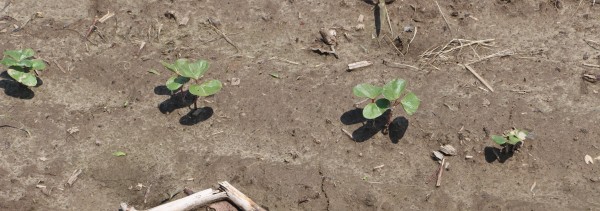 baby cotton plants